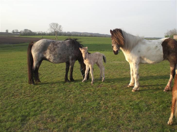 Islænder Busla Fra Østrup billede 4