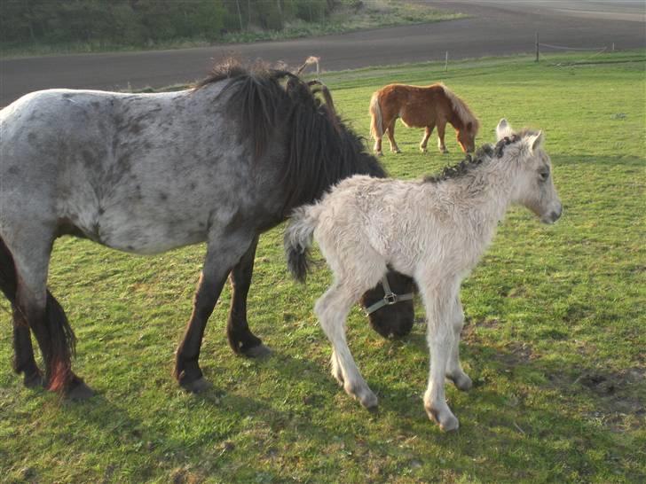 Islænder Busla Fra Østrup billede 5
