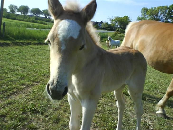 Haflinger Ofelia  - Min lille Øjesten.. <33  billede 1