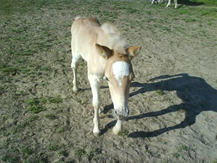 Haflinger Ofelia  billede 2