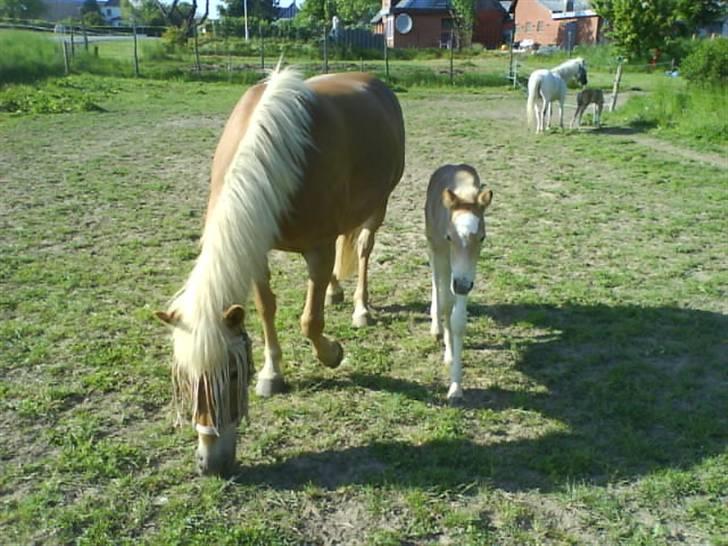Haflinger Ofelia  - Mor og baby <3  billede 3