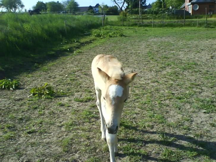 Haflinger Ofelia  billede 4