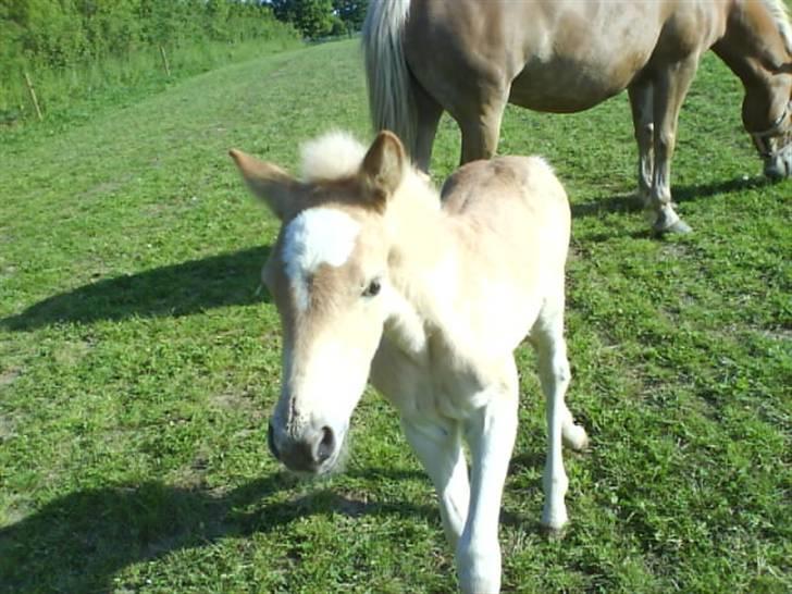 Haflinger Ofelia  billede 5