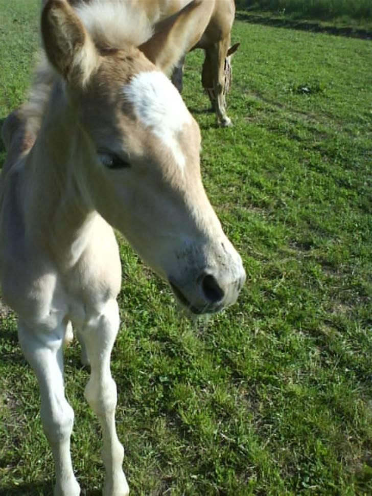 Haflinger Ofelia  billede 6