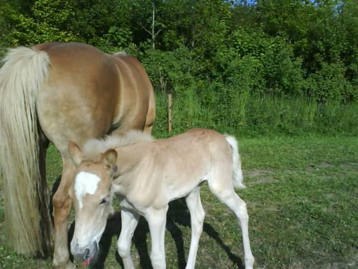 Haflinger Ofelia  billede 7