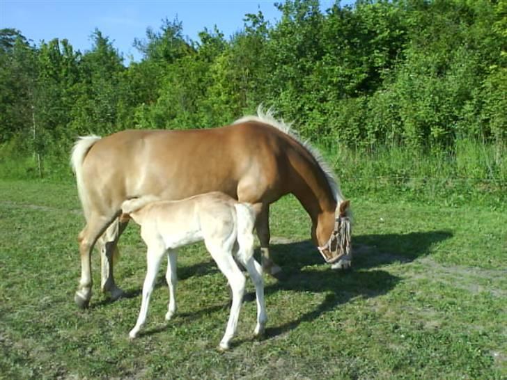 Haflinger Ofelia  - Lige lidt mælk :) billede 8