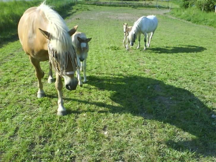 Haflinger Ofelia  - Odet og Ofelia<3  billede 9
