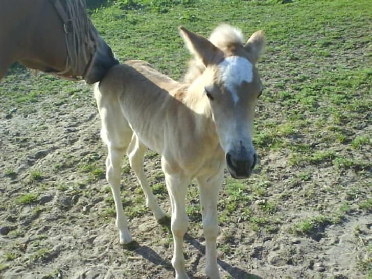 Haflinger Ofelia  - Mor nusser baby på numsen.. <33 :P  billede 10