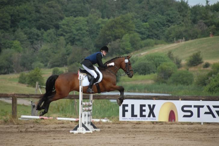 Dansk Varmblod Falypso Bell billede 9