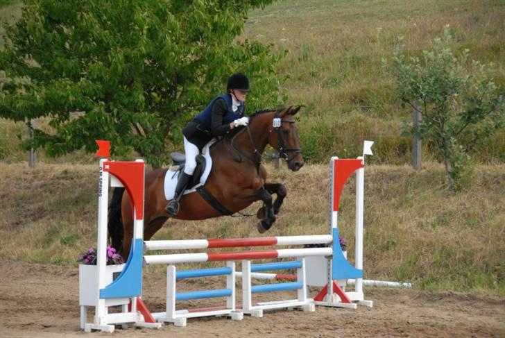 Dansk Varmblod Falypso Bell billede 10