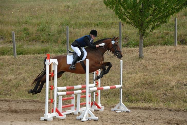 Dansk Varmblod Falypso Bell billede 11