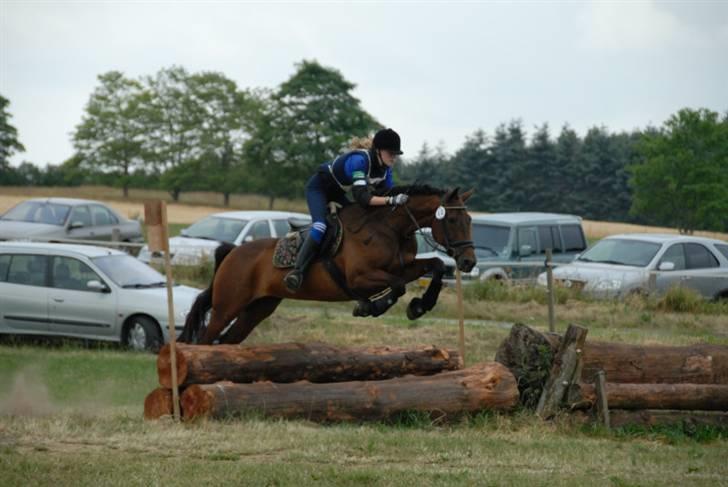 Dansk Varmblod Falypso Bell - 2007 billede 12