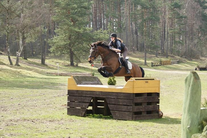 Dansk Varmblod Falypso Bell - Terræntræning i Tyskland april 2010 billede 13