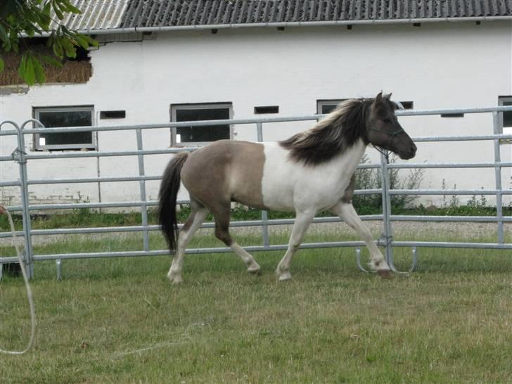 Islænder Frida. billede 18