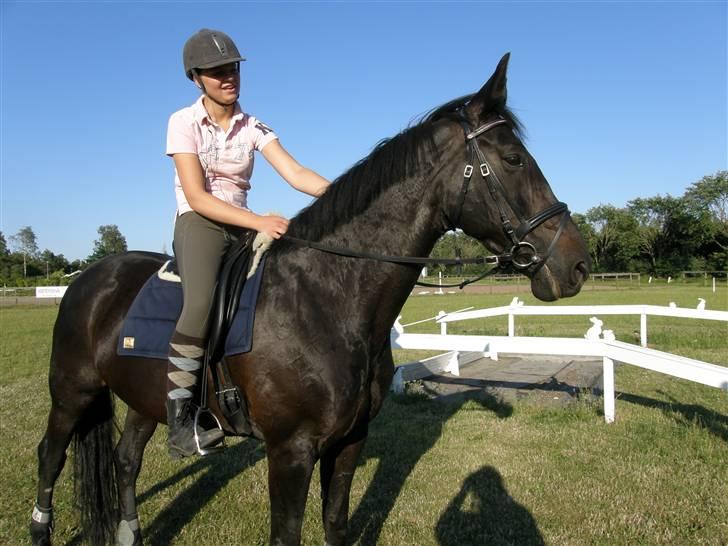 Dansk Varmblod Losanna <3  - Elsker hende bare <3 Hun er virkelig skøn :) <3                       Taget af Line Hald billede 4