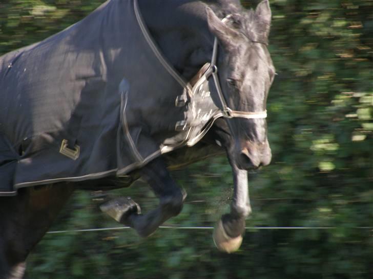 Dansk Varmblod Losanna <3  - Lossen på fold :D           Elsker at lege på folden:) <3                                               Taget af Line<hald billede 5