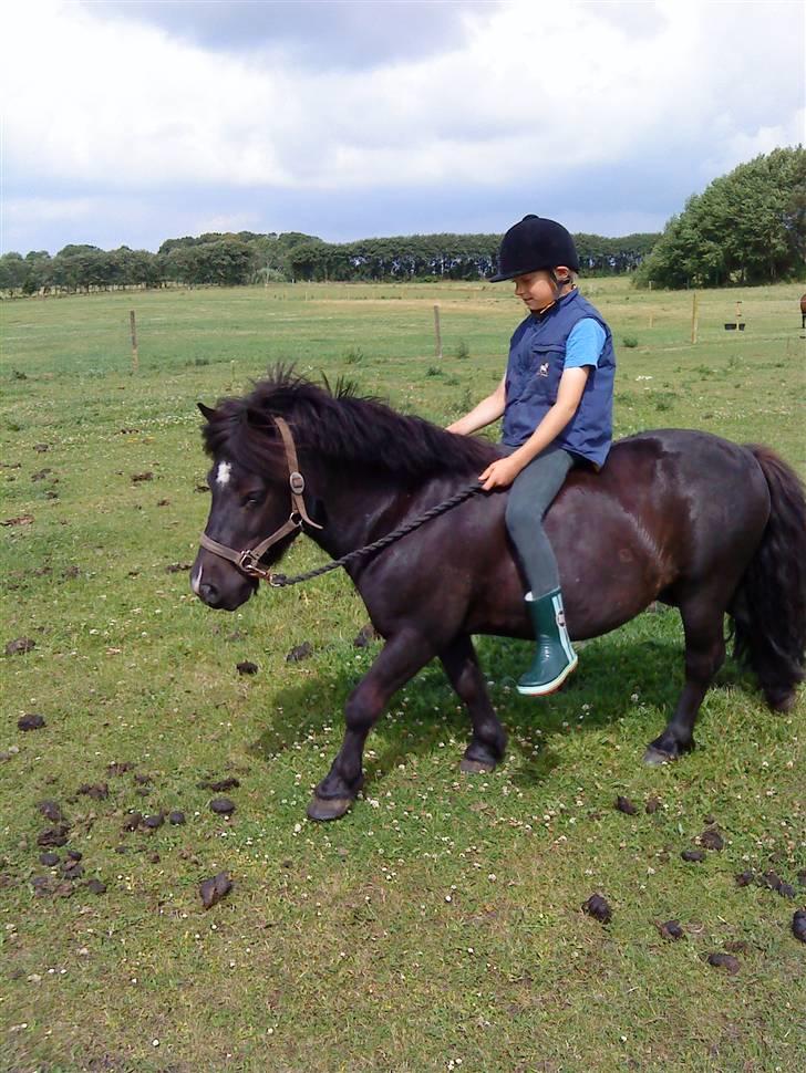 Shetlænder Whitefield Evan  billede 13