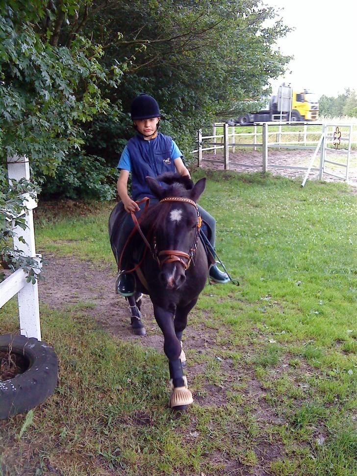 Shetlænder Whitefield Evan  billede 14