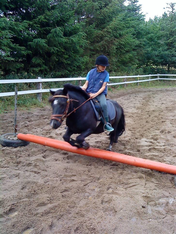 Shetlænder Whitefield Evan  billede 15
