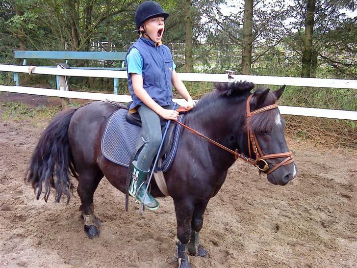 Shetlænder Whitefield Evan  billede 16