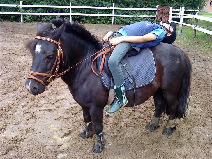 Shetlænder Whitefield Evan  billede 17