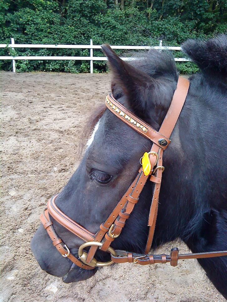 Shetlænder Whitefield Evan  billede 18