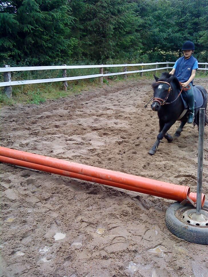 Shetlænder Whitefield Evan  billede 19