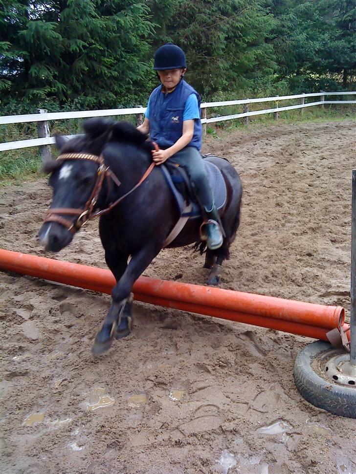 Shetlænder Whitefield Evan  billede 20