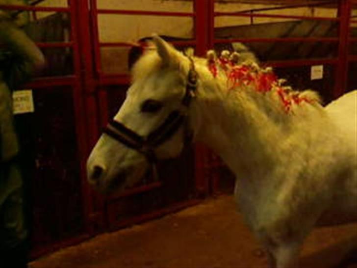 Anden særlig race Stardust - Stader med fine rosenknubber :´)  billede 5