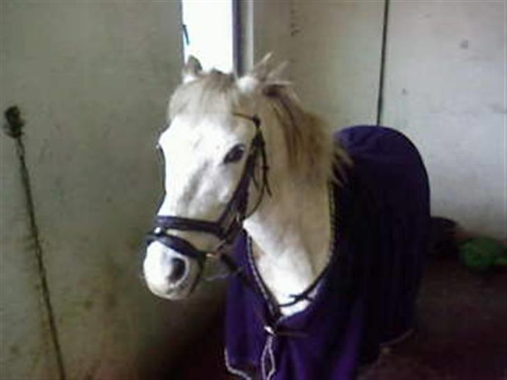 Anden særlig race Stardust - Klar til en ridetur uden sadel (´: i love and miss you <3 billede 7