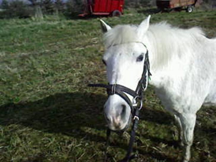 Anden særlig race Stardust - Smukke Stardust på marken :) billede 8