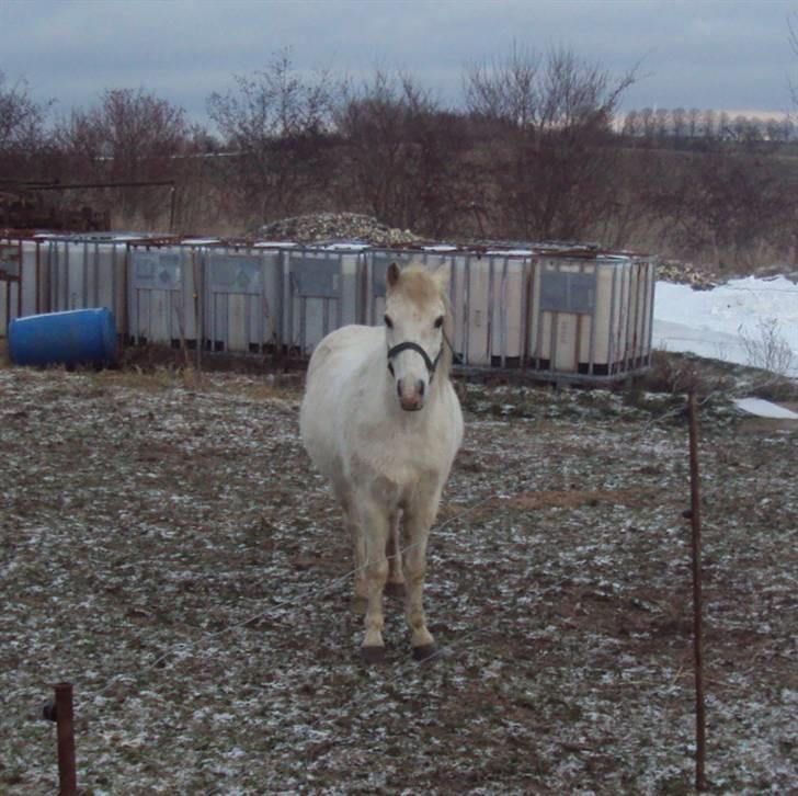 Anden særlig race Stardust - Stader på fold en kold vinterdag :) billede 9