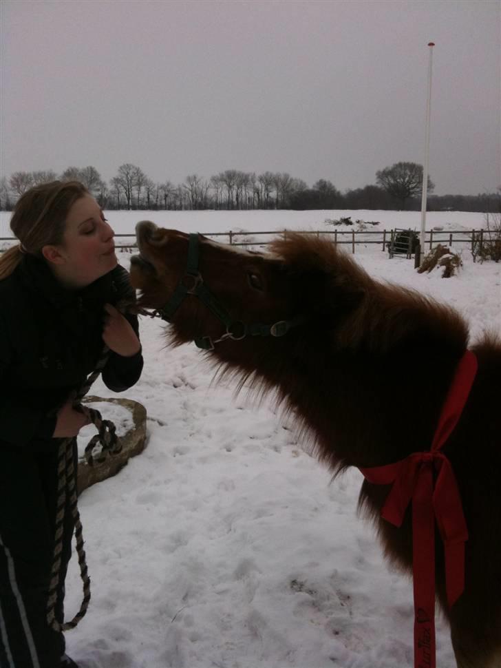 Shetlænder Lurifax<3fået nyt hjem:) - nam,nam græs XD<33 billede 11