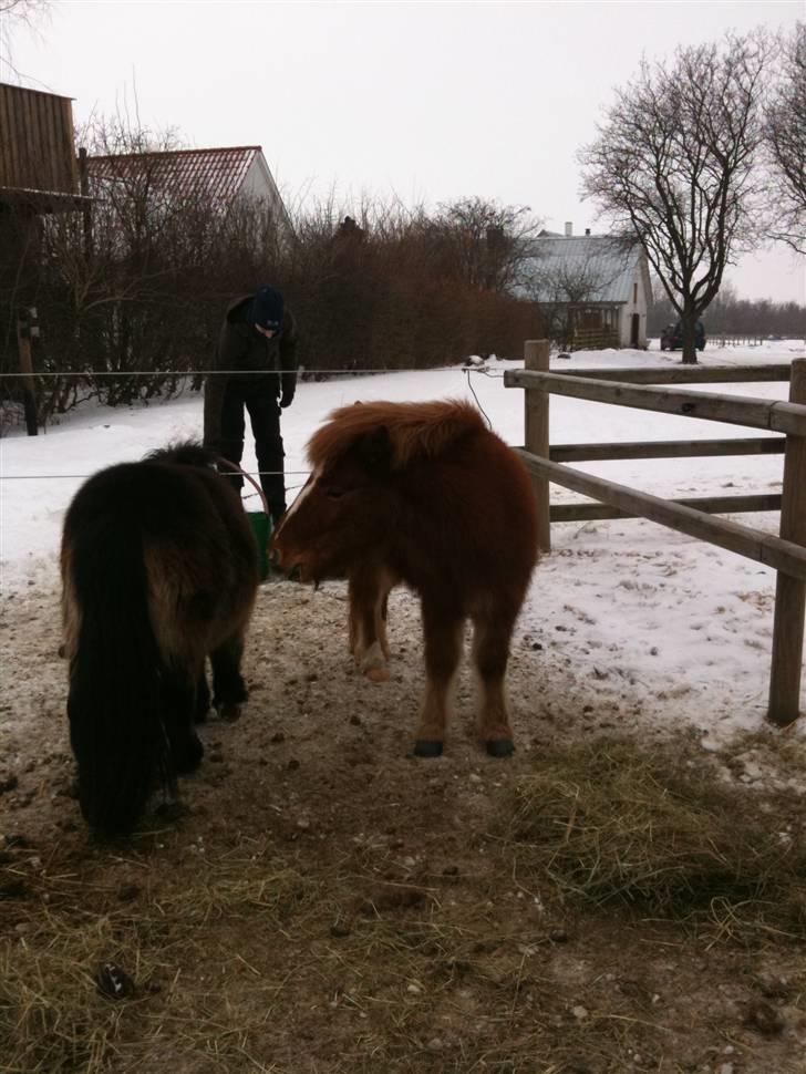 Shetlænder Lurifax<3fået nyt hjem:) - WII spring elsker det!!<333 billede 12