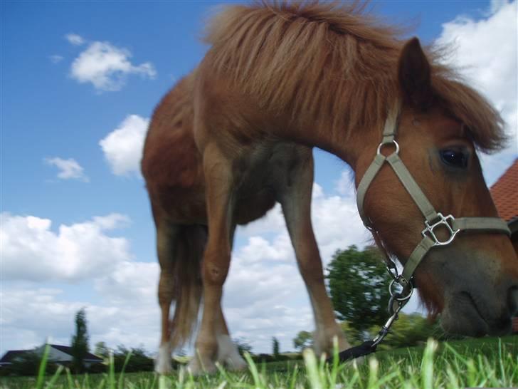 Shetlænder Lurifax<3fået nyt hjem:) billede 14