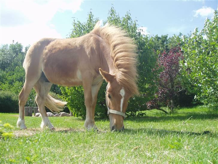 Shetlænder Lurifax<3fået nyt hjem:) billede 15