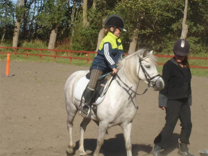 Welsh Mountain (sec A) Silvano  - kusine Cecilie på silvano billede 17