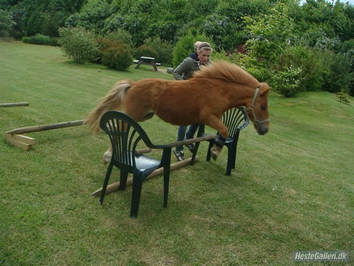 Shetlænder Lurifax<3fået nyt hjem:) billede 16