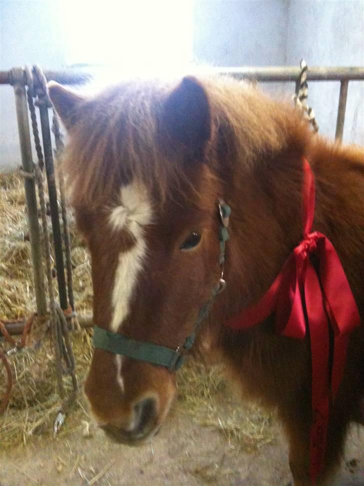 Shetlænder Lurifax<3fået nyt hjem:) billede 17