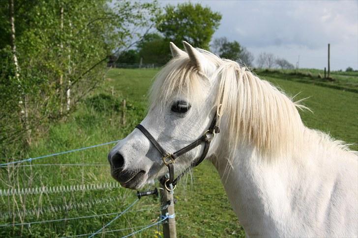 Welsh Mountain (sec A) Cirkeline billede 2