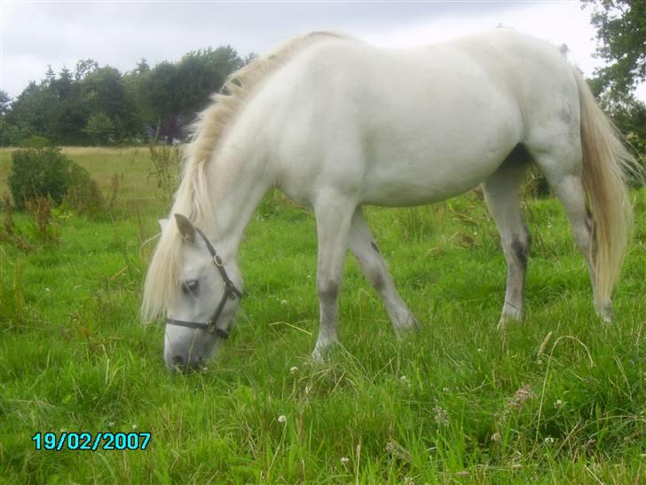 Welsh Mountain (sec A) Cirkeline billede 3