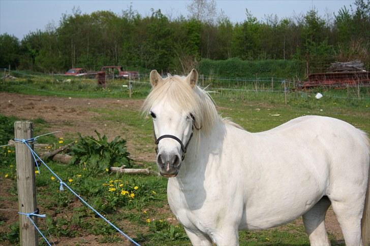 Welsh Mountain (sec A) Cirkeline billede 4