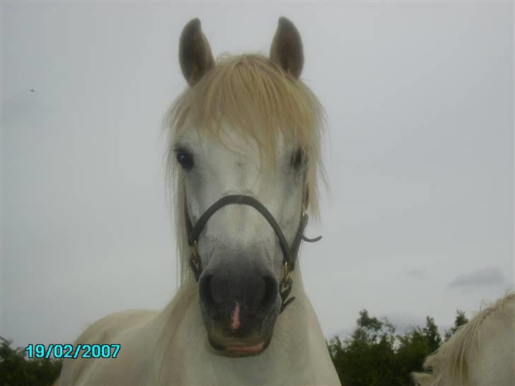 Welsh Mountain (sec A) Cirkeline billede 7