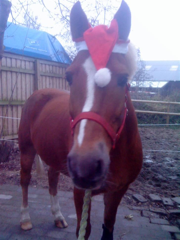 Anden særlig race Blondie<3 Min prinsesse<3 - Nu det jul, nu det jul, og hun er så cool xD <33 billede 3