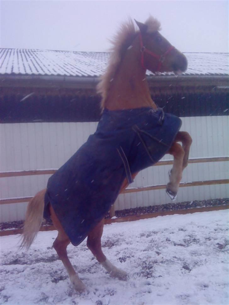 Anden særlig race Blondie<3 Min prinsesse<3 - Blondie er vild på folden <´3 Hehee :p billede 4