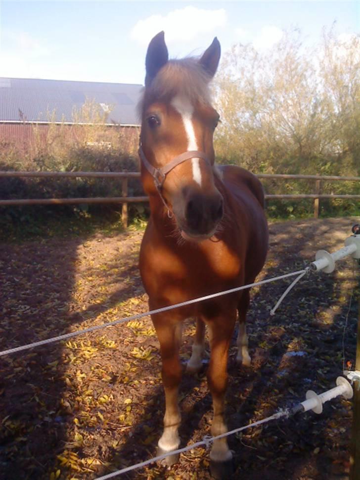 Anden særlig race Blondie<3 Min prinsesse<3 - Blondie min lillle pige,  10 år C: billede 6