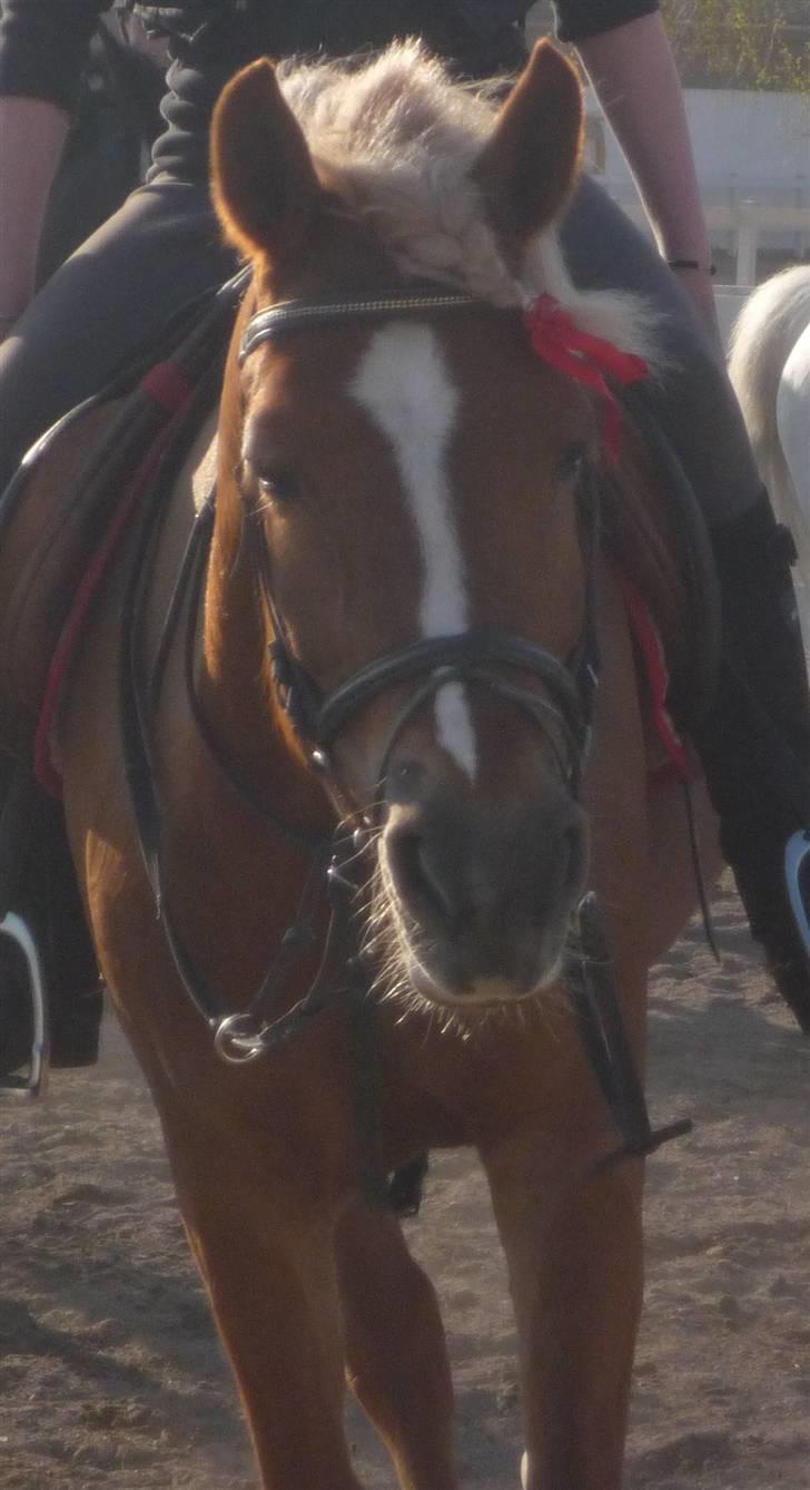 Anden særlig race Blondie<3 Min prinsesse<3 - Blondie? Bare slap af, glem de andre, jeg er her altid for dig<3 Når vi rider sammen er der kun os to på banen <3 GLEMMER DIG ALDRIG<3 Sidste spring time )´: imissmygirl!<3 billede 11