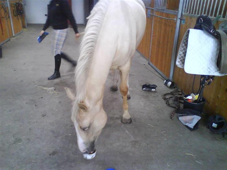 Palomino Hedelykkes Odessa SOLGT - Mums........ dejligt med en slikke sten billede 7