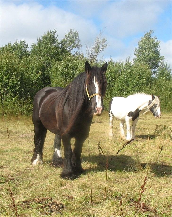 Irish Cob Jessie my Dream - Mig og jessie allerførste gang vi var ude og ride, det var skøøøøønt (: billede 1