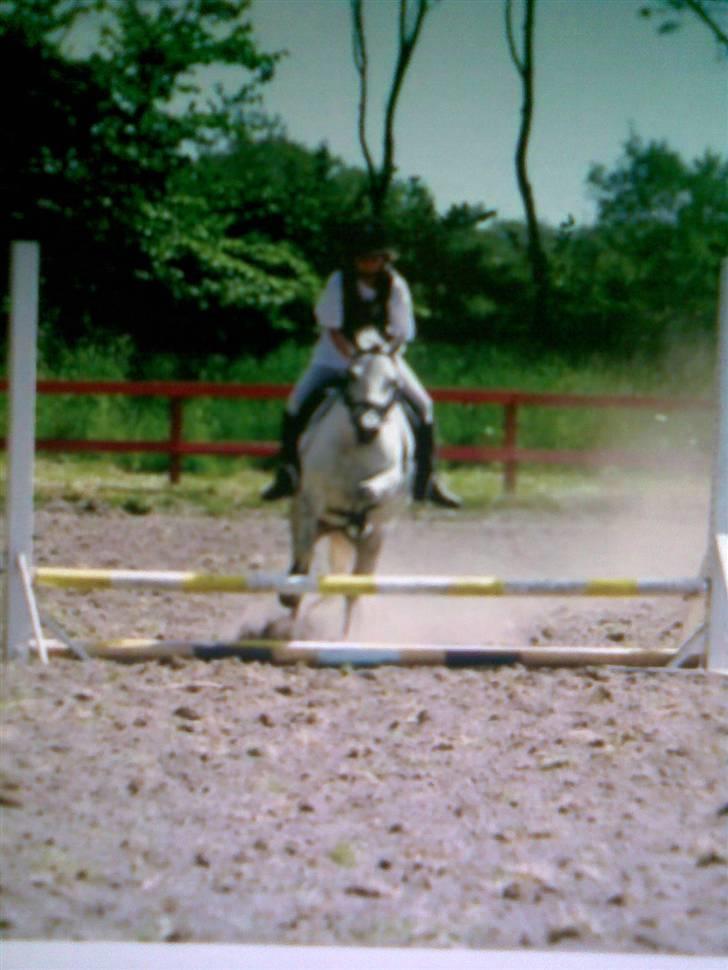 Welsh Mountain (sec A) Silvano  - jeg spinger billede 18